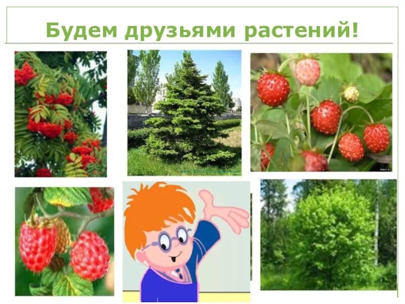 Мир 3 класс разнообразие растений
