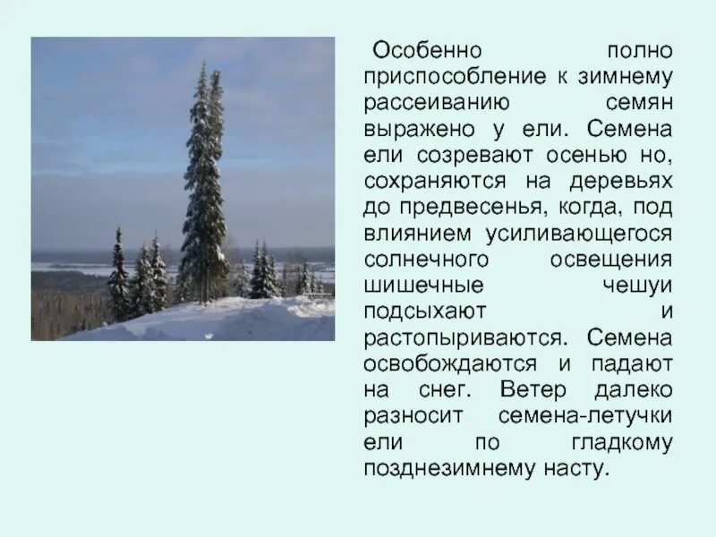 Зимние явления в жизни растений. Приспособление растений зимой. Сезонные явления в жизни растений зимой. Приспособленность растений к зимним условиям. Семена ели созревают