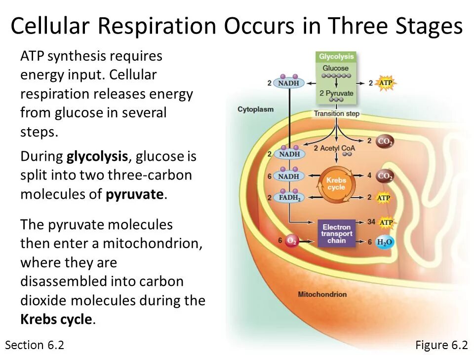 Cellular. Stages of the respiration. Что значит Cellular. Русский Cellular. Cellular space