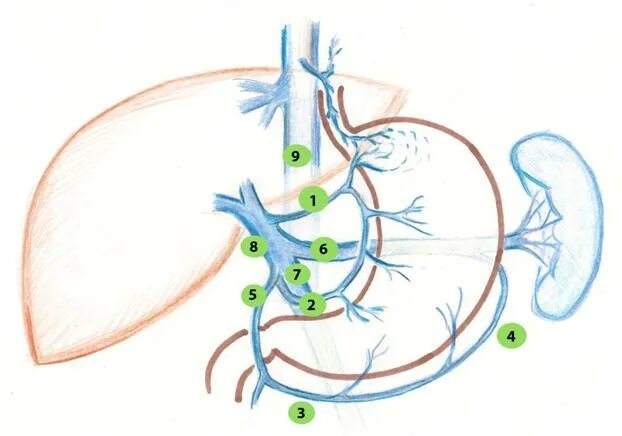 Венозный отток желудка схема. Венозоотток желудка схема. Кровоснабжение желудка вены. Правая желудочная вена