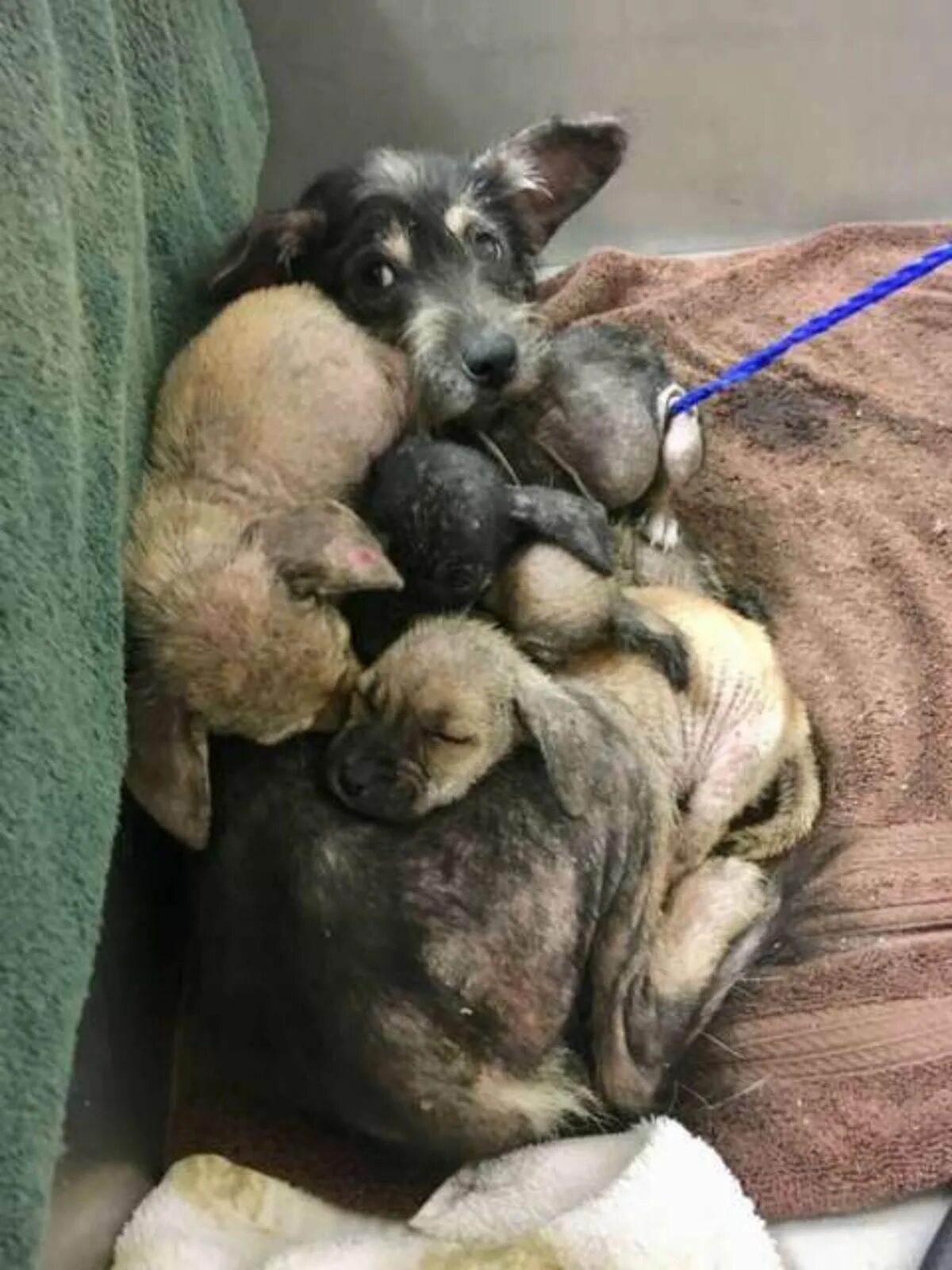 Новорожденные щенки. Щенки с мамой. Собачья мать. Щеночек с мамой.