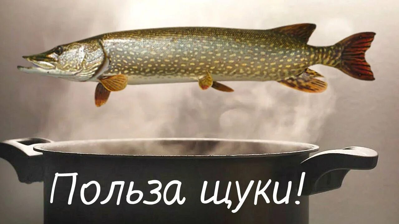 Щука. Семейство щуковые. Калорийность щуки. Рыба щука. Аллигаторова щука.