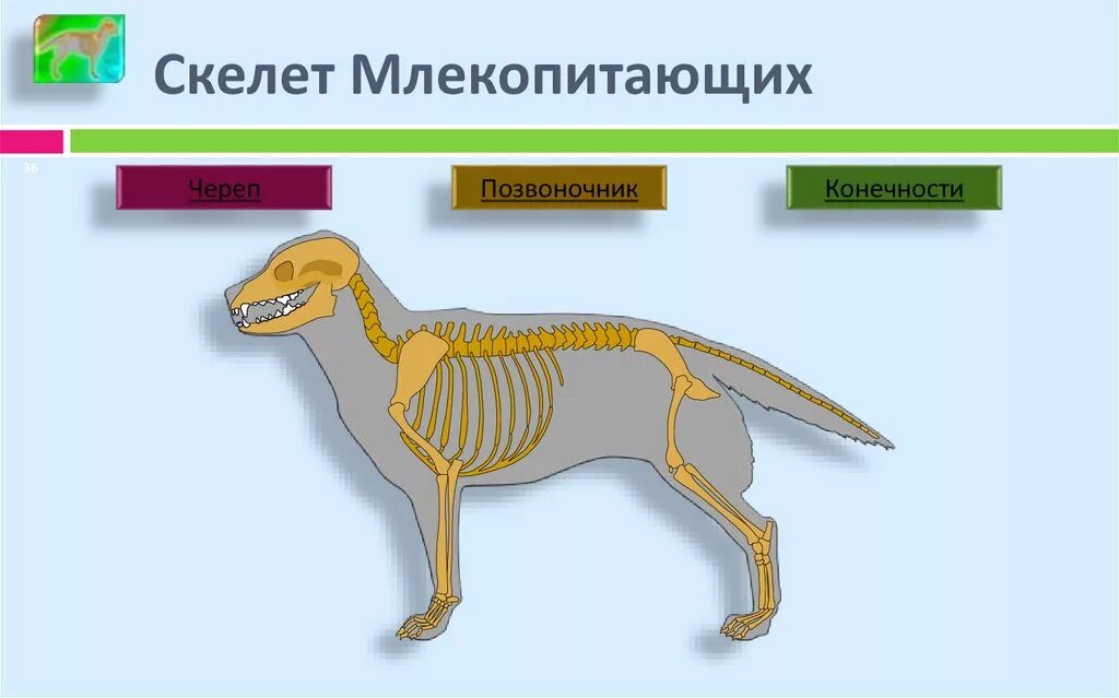 Опорно двигательная система млекопитающих 7 класс. Схема строения скелета млекопитающих. Скелет млекопитающих схема биология 7 класс. Строение скелета млекопитающих 7 класс биология. Отделы скелета млекопитающих позвоночник.