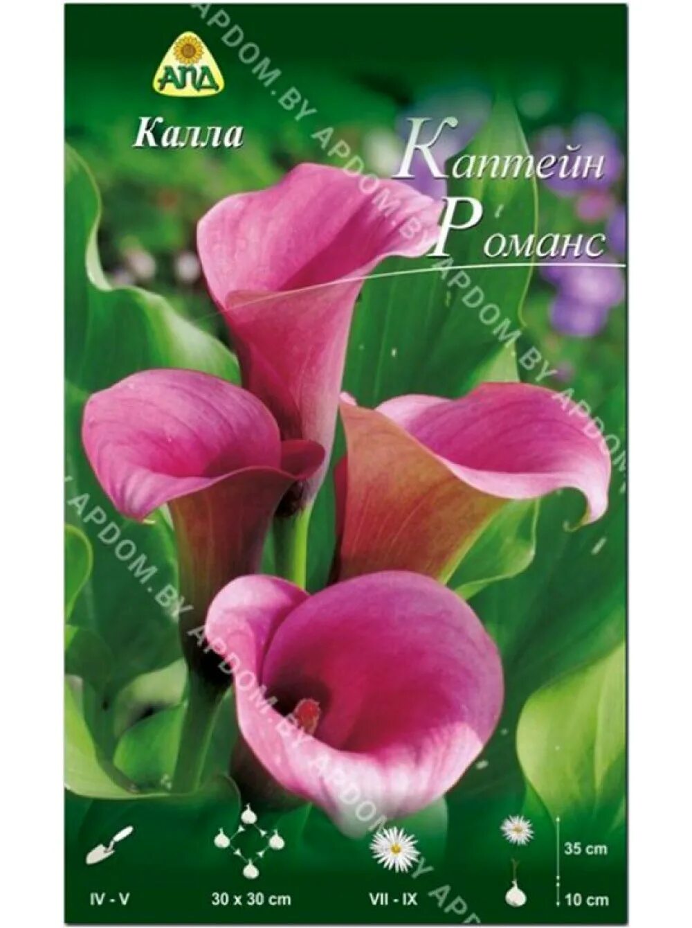 Калла капитан рено. Калла Каптейн Промис. Калла Captain Reno. Zantedeschia Captain Romance. Калла Captain Romance.