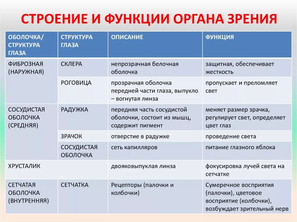 Функции первого класса. Таблица по биологии 8 класс оболочка глаза строение и функции. Таблица структура глаза строение функции. Таблица"строение глаза" (оболочки, строение, функции). Зрительный анализатор строение глаза таблица.