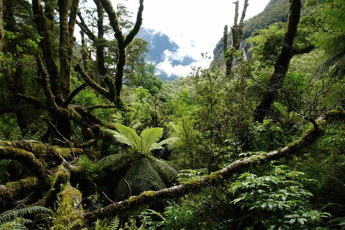 Субтропический лес новой Зеландии. Новая Зеландия вечнозеленые леса. Новая Зеландия Южный остров дождевой лес. Субтропические жестколистные леса Австралии.