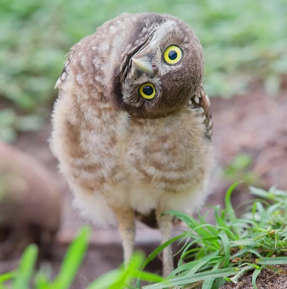 сова карликовый сыч. сова наклонила голову. совы. сплюшка сыч сипуха. злой сыч.