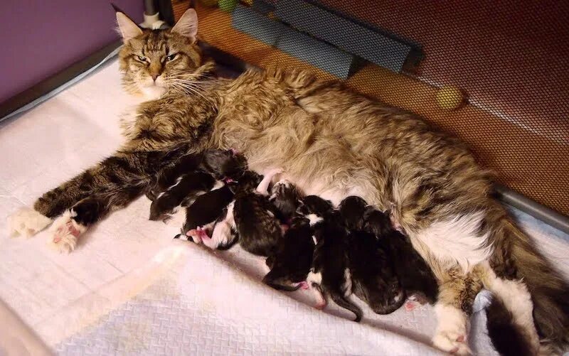 Через сколько кормить кошку после родов. Новорождённые котята Мейн куна. Новорожденные котята Мейн куна. Котята Мейн кун 3 недели. Беременность кошки Мейн кун.