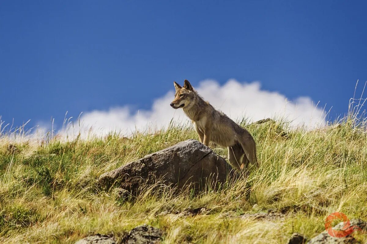 Крымский степной волк. Степно пустынные птицы. Кафрский орёл крупным планом фото. Запорожская область степь. Осеннее небо.