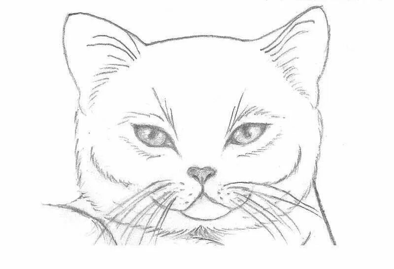 Лёгкие рисунки для срисо. Кошка рисунок карандашом. Картинки для срисовки простым карандашом. Рисунок карандашом легкий. Легкий эскиз карандашом