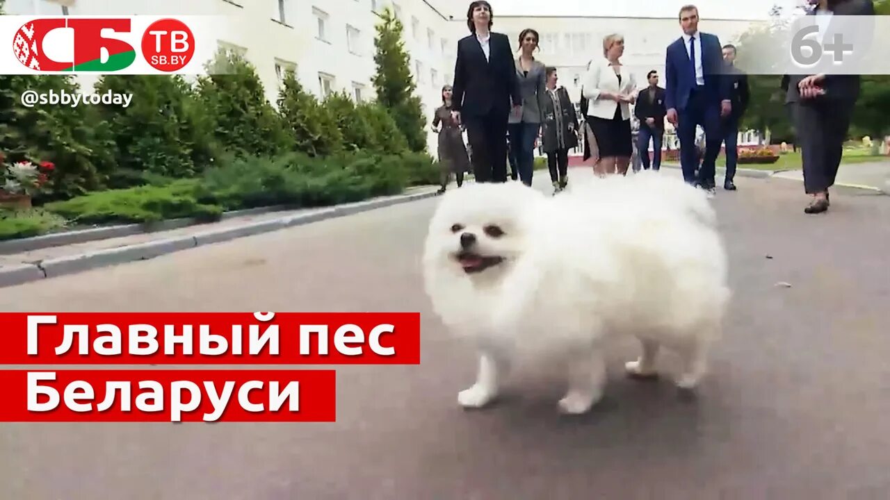 Лукашенко и шпиц умка. Шпиц умка лукашенко. белый шпиц лукашенко. умка собака лукашенко.