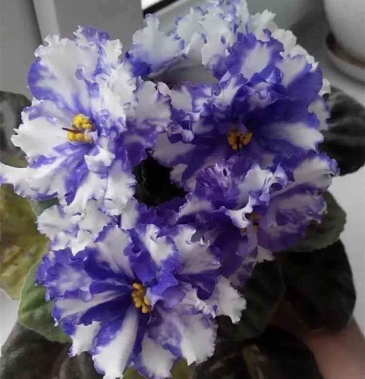 Сенполия arctic frost. Фиалка арктик фрост. Фиалка арктик фрост. Фиалка фрост. Фиалка арктик фрост.