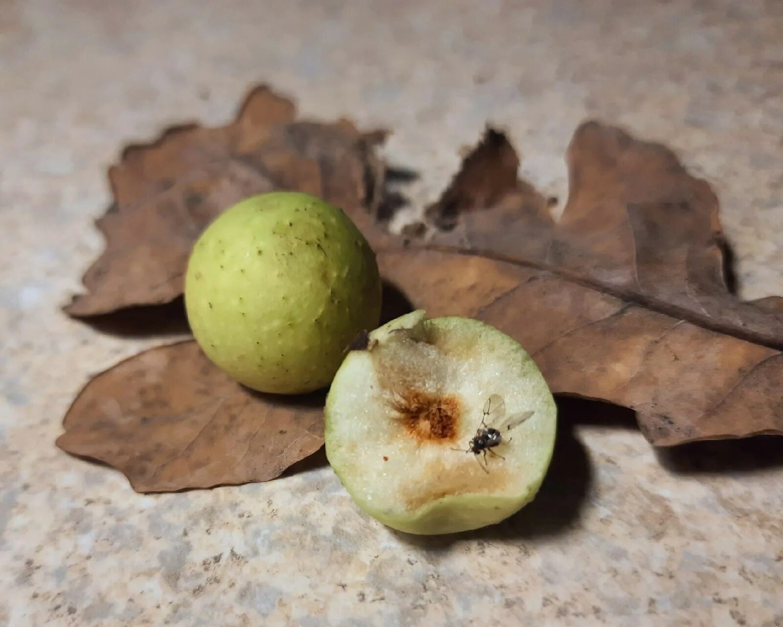 Дубовые яблоки. Дубовое яблоко. Галлы дубовой орехотворки. Яблоки на дубе. Дубовые яблоки.