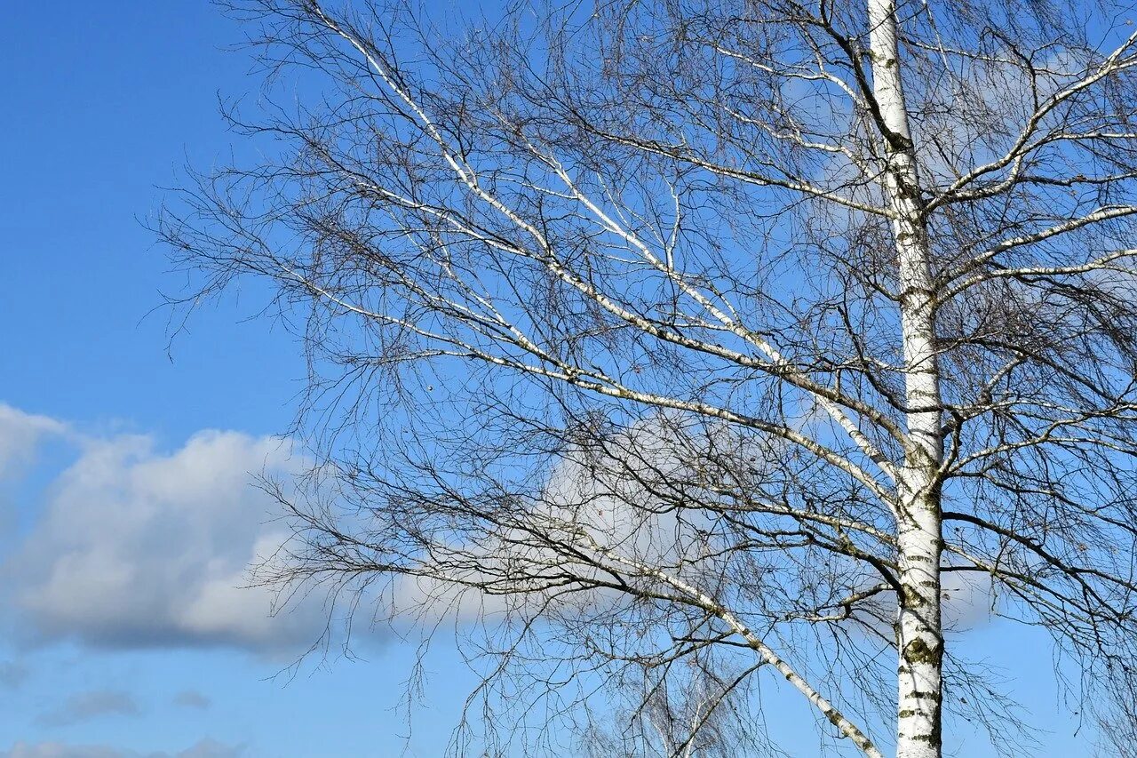 Прогноз березка. Береза. Весенняя береза. Береза ранней весной.