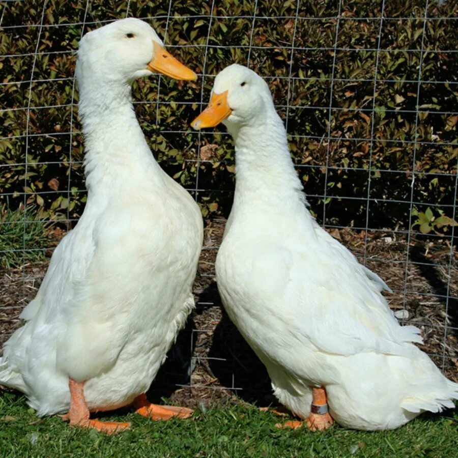 Пекинская утка черри велли. Пекинская порода уток. Пекинская порода уток. Пекинская порода уток. Пекинская утка селезень.