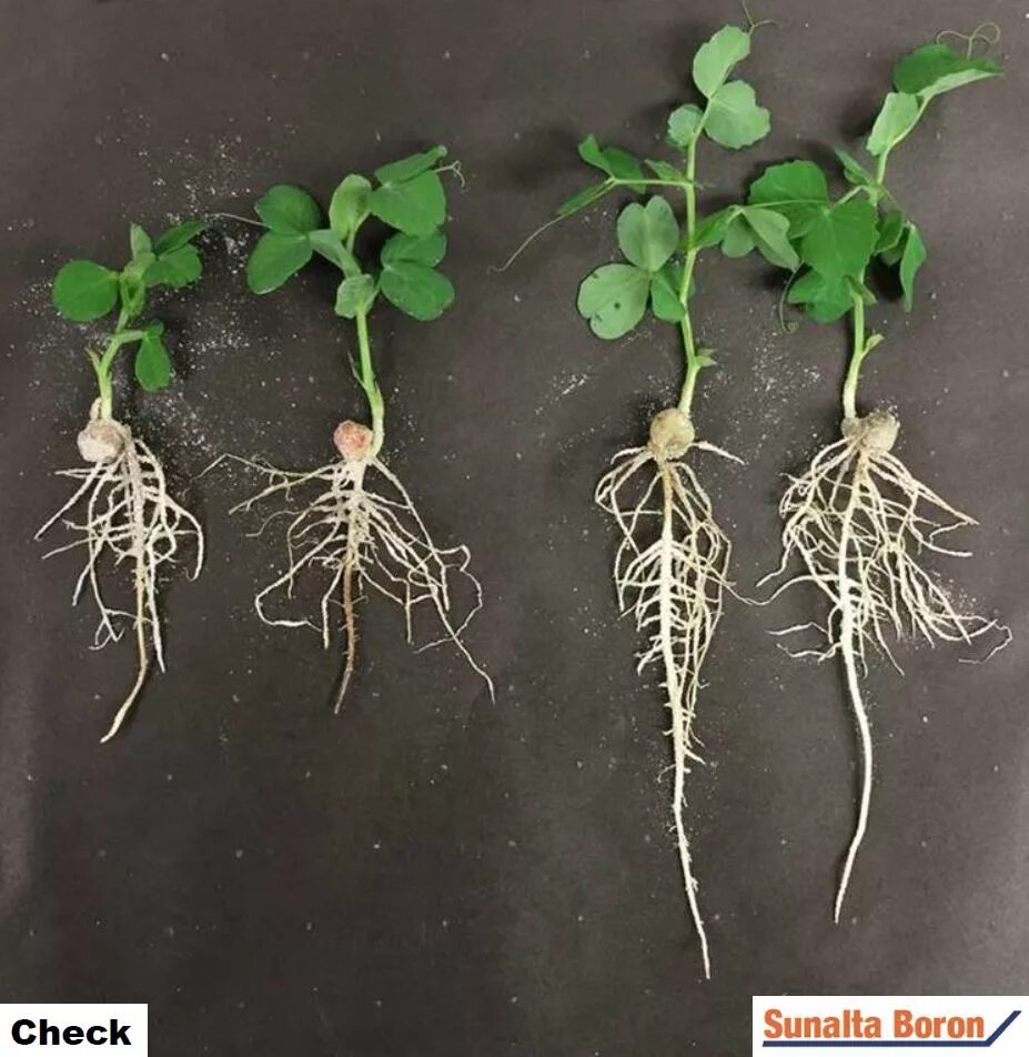 проросток фасоли придаточные корни. клубеньки на корнях фасоли. нематоды на орхидеях. горох растение корень. строение корня гороха посевного.