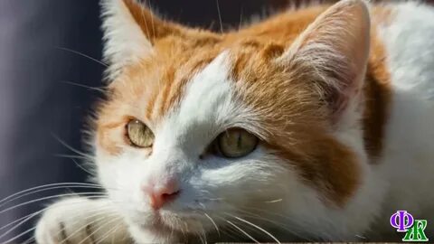 Фото рыже белого кота