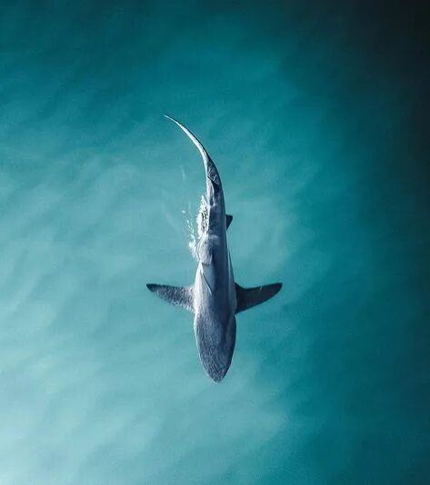 White Shark Изображения премиум-класса: просматривайте стоковые фотографии, вект