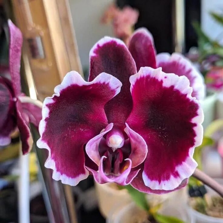 Фаленопсис Адзуки Бин х Саммер Бриз Phalaenopsis I-Hsin Adzuki Bean × Summer Bre