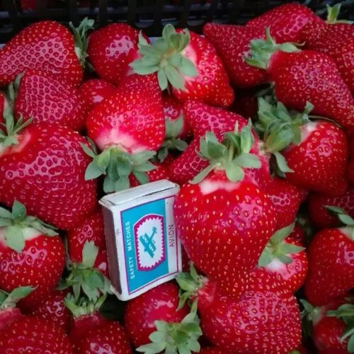 Земляника Альба - неповторимый вкус и уникальное свойство Полевая 4 - питомник с