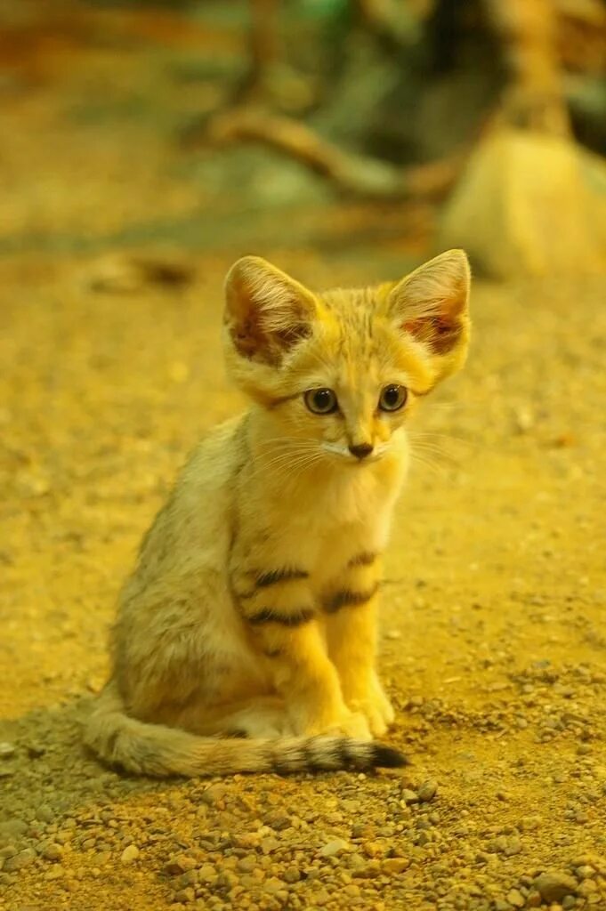 Кошечка желтая. Барханный кот. Желтый котенок. Ушастые кошки. Котята с большими ушами.