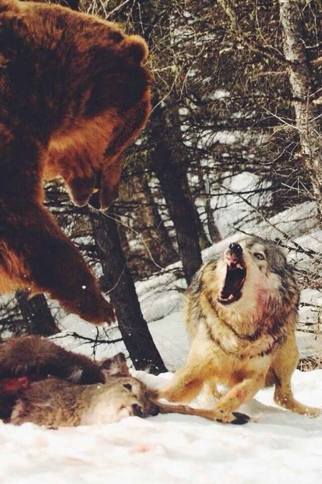 Медвежий волк фото Photographer Captures A Once In A Lifetime Moment Of A Grizzly And Wolf Encounte