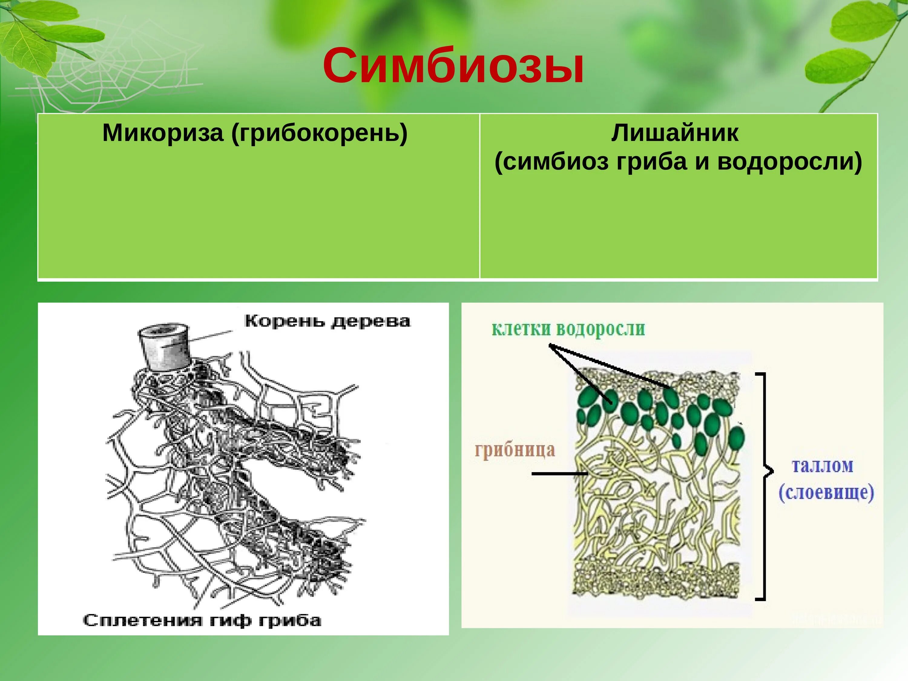 Микориза и лишайники. Строение гриба микориза. Микориза это симбиоз. Лишайник это симбиоз. Характеристика грибов 7 класс биология