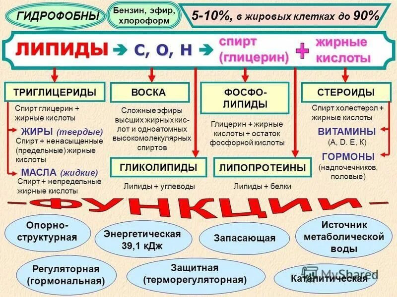 Функции липидов и их примеры