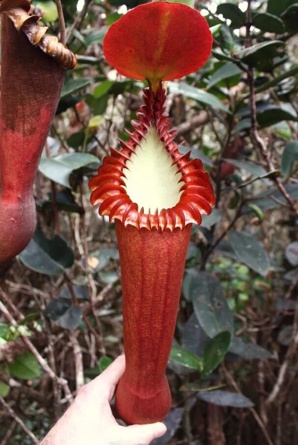 Unique plants. Nepenthes edwardsiana. Цветок в форме женщины. Цветок в виде женской. Смертоносные растения.