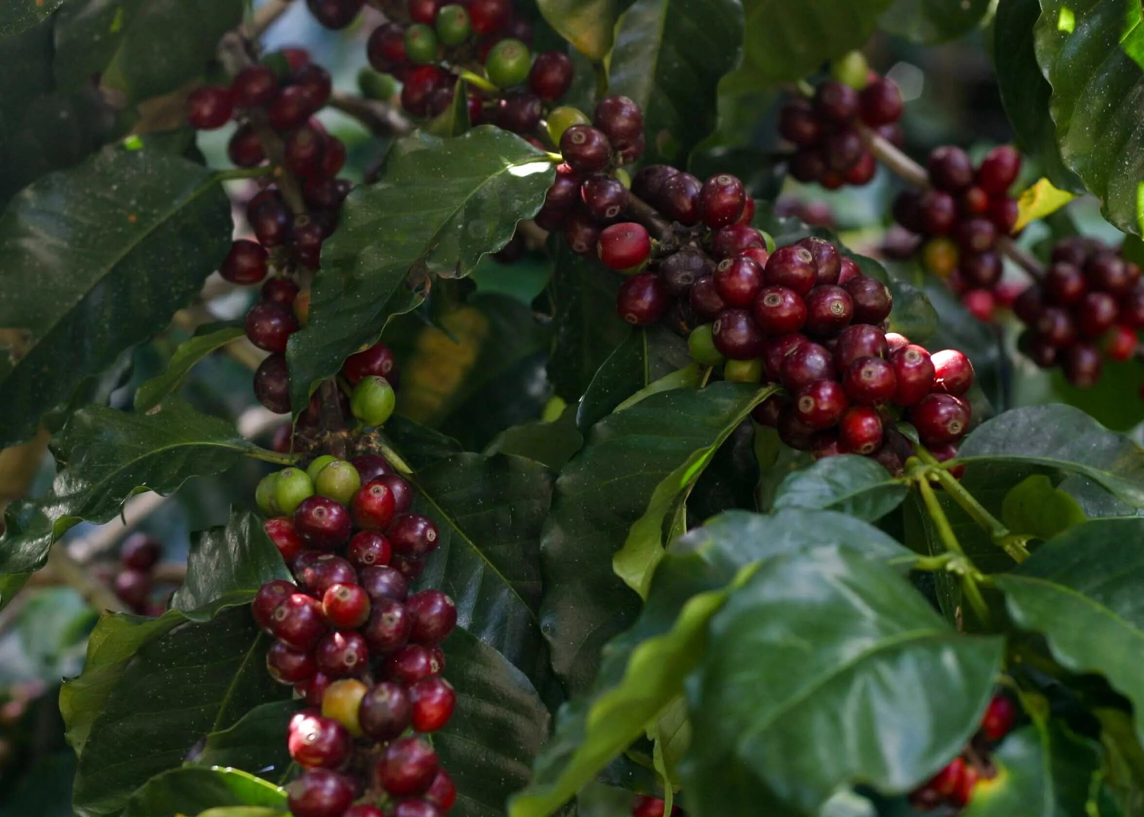 Сосед кофейного дерева. Кофейное дерево (Coffea). Катурра. Пибери кофейное дерево. Кофе куст Колумбия.