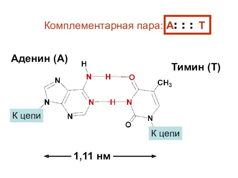 Аденин урацил гуанин цитозин комплементарность. Аденин Тимин. Комплементарная пара аденин Тимин. Строение комплементарной пары аденин Тимин. Гуанин и цитозин водородные связи