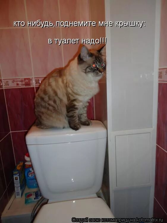 правильная поза для туалета. ходить в туалет по большому.