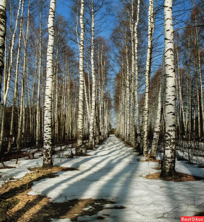 Березовая роща челябинская область. Березовая роща барнаул. Берёзовая роща орехово-зуево. Березовая роща озеро ивановская область. Березовая роща анжеро-судженск.