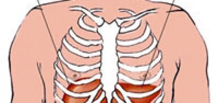 печень под ребрами. анатомия человека селезенка расположение. желудок человека расположение. печень голотопия синтопия скелетотопия. печень под ребрами.