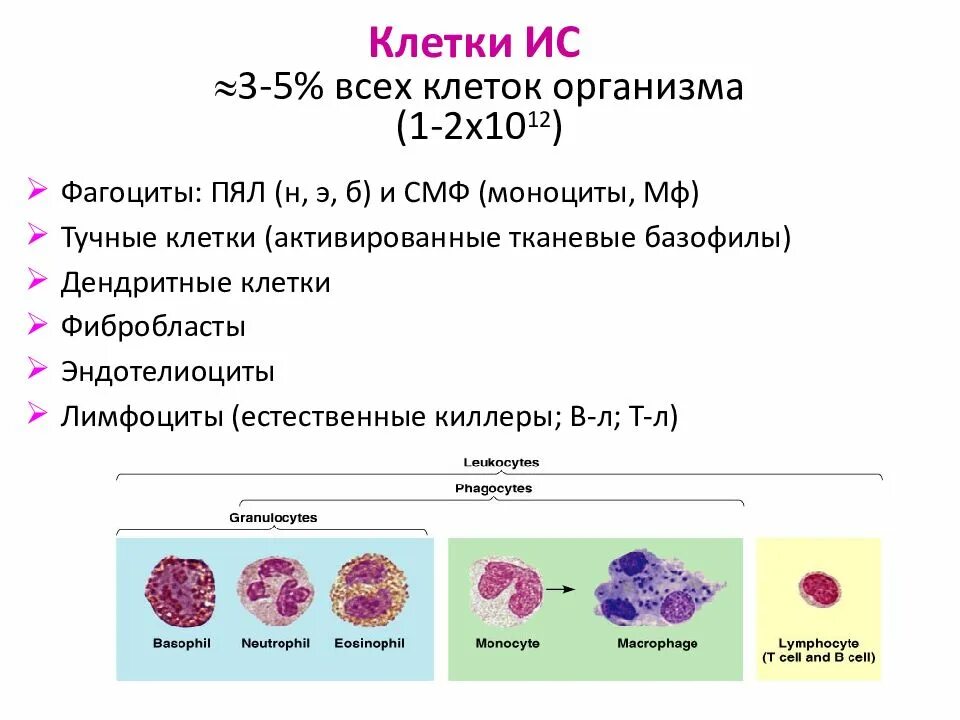 Клетки ис