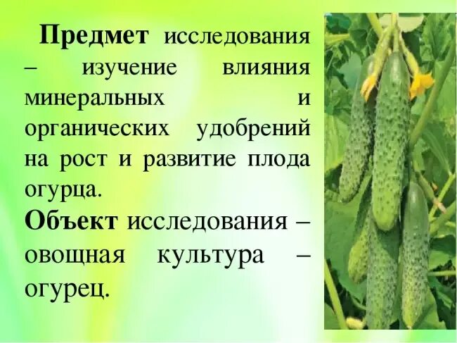 Плод огурца описание. Функция стебля огурца посевного. Свойства плодов огурца. Стелющийся стебель огурца. Огурец тип плода.
