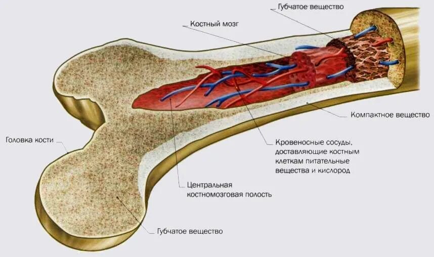 Вред костный мозг. Красный костный мозг в трубчатой кости. Анатомия человека красный костный мозг. Строение красного костного мозга анатомия. Жёлтый костный мозг в трубчатой кости.