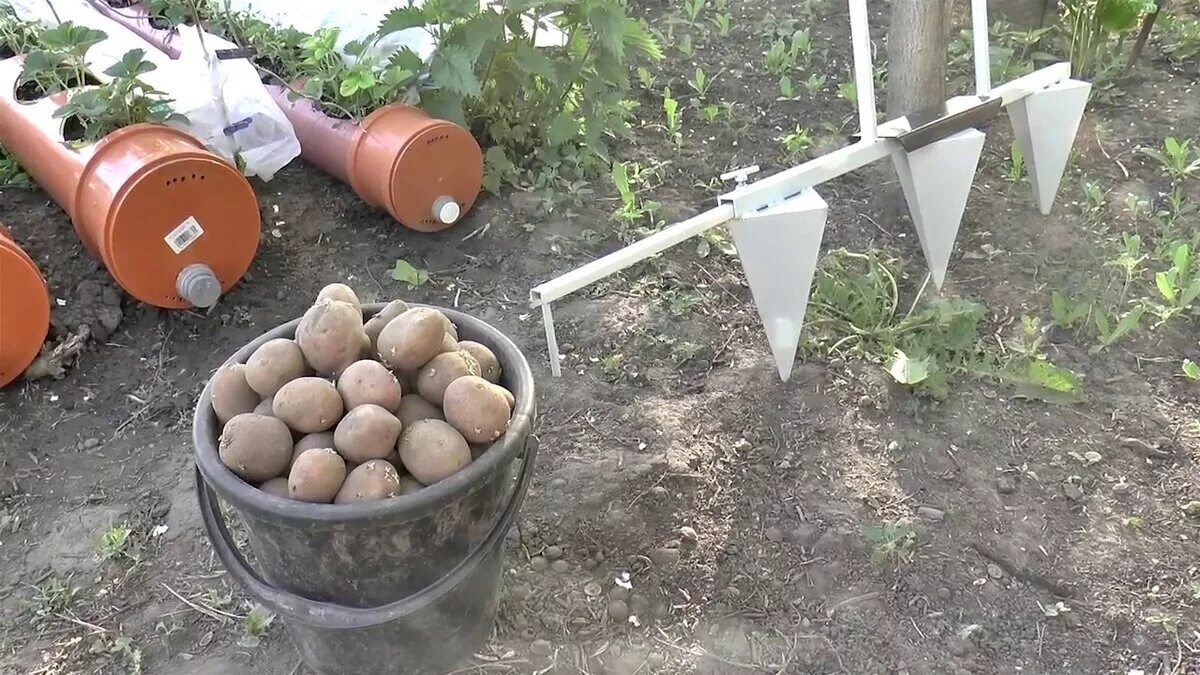 Способы посадки картофеля вручную на даче. Картофелесажалка вороний клюв. сажалка для картофеля ручная. приспособление для посадки картошки. приспособдение ждя посадка картофеля.