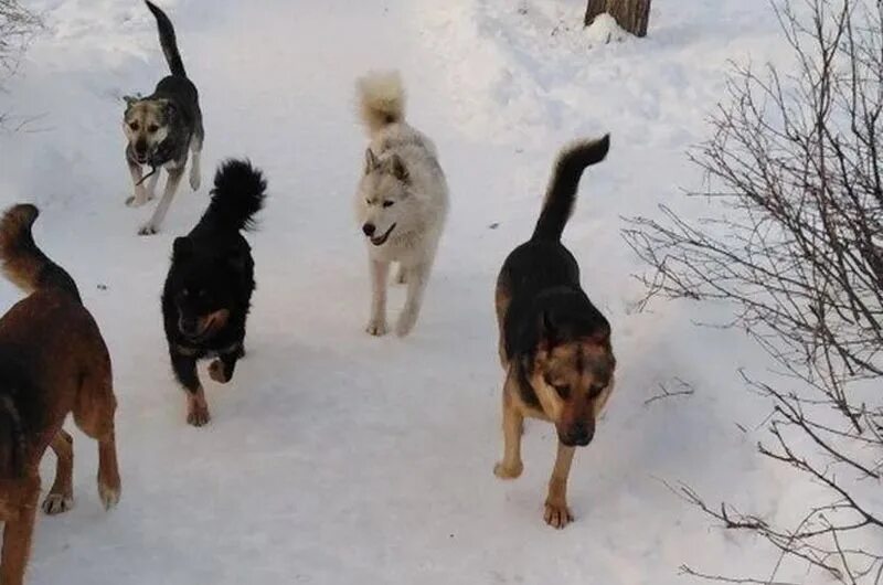 Опасное нападение. Стая собак зимой. Стаи собак в городе. Бродячие собаки зимой. Стая бродячих собак зима.