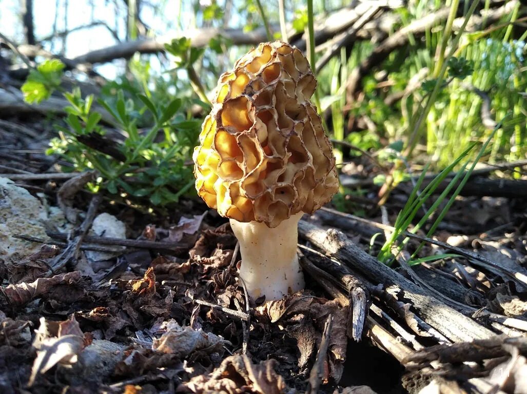 Сморчки в крыму. Сморчок обыкновенный. Сморчок съедобный (Morchella esculenta).. Гриб сморчок обыкновенный. Сморчок Луговой.