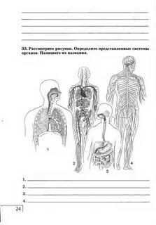 Как называются органы изображенные на рисунке