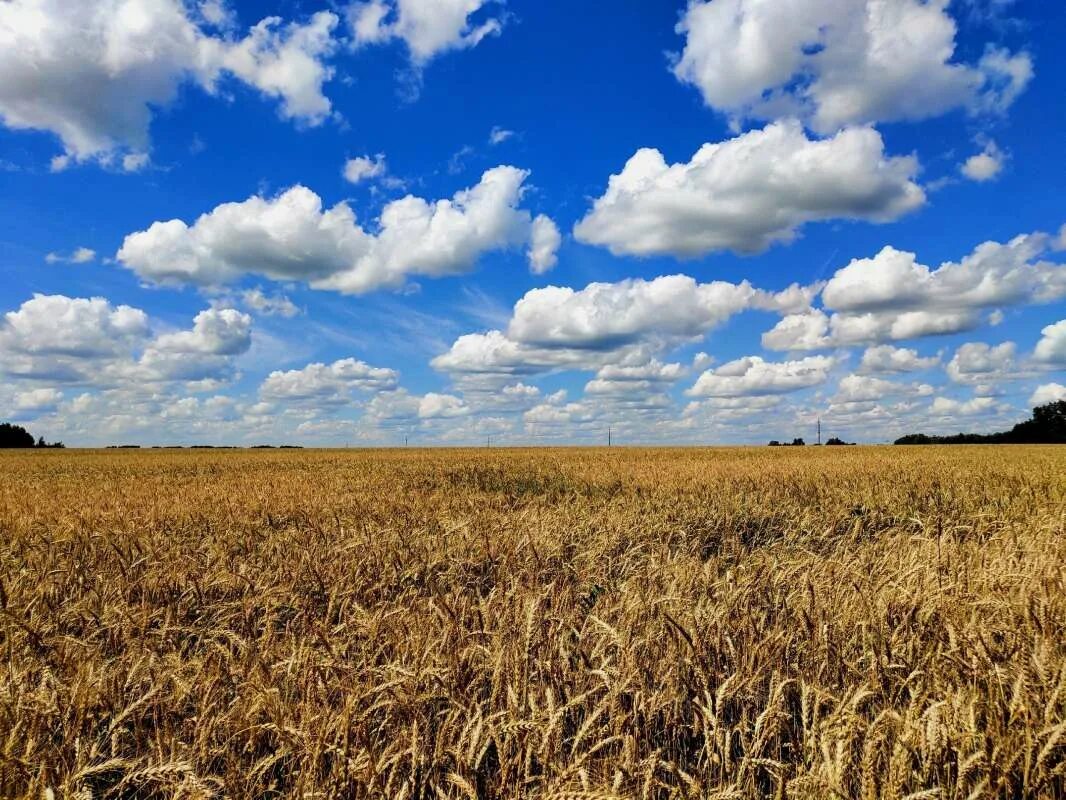 Самара поля. В поле. Круги на полях. Какие поля в видео. Hdr поле.