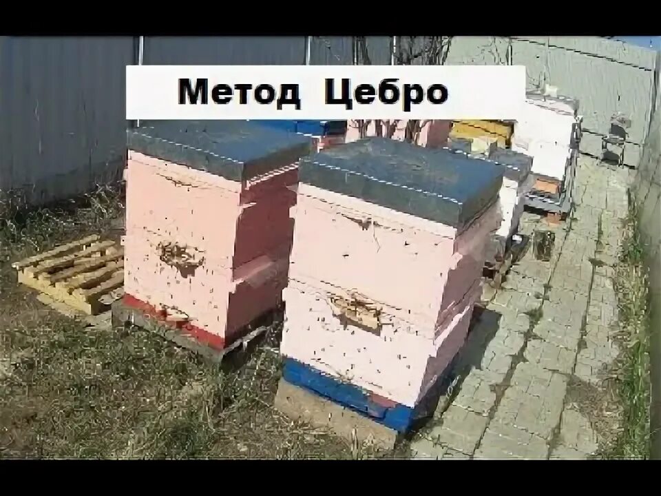 Метод цебро в пчеловодстве. Цебро таблетки.
