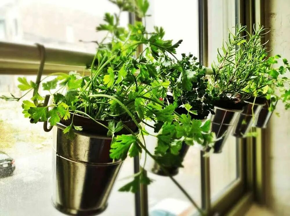 Мини огородик на балконе. Зелень на подоконнике. Горшки для зелени на подоконнике. Растения на окне.