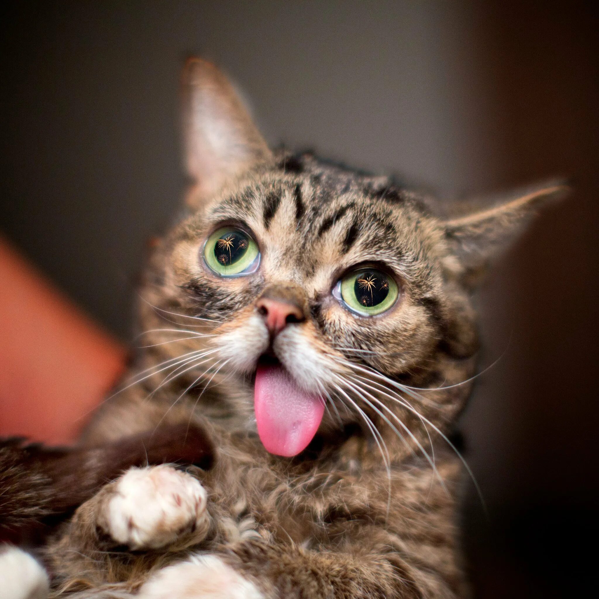 Lil Bub кошка. Котик с высунутым языком. Высунутый язык. Котёнок с высунутым чзыком.