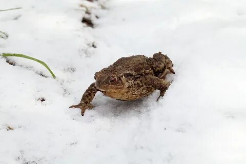 Что ест зимой жаба