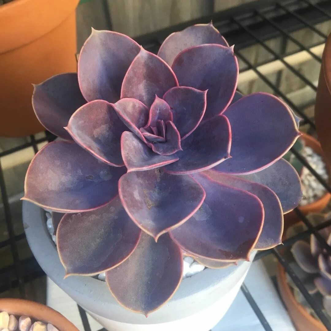 Эхеверия перл. Эхеверия purple pearl. эхеверия парпл перл. echeveria пурпур перл. эхеверия spoon pearl.