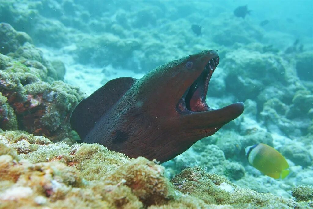 Мурена на Мальдивах. Gymnothorax javanicus. Мурена черная. Мурена в Красном море. Ооо мурена