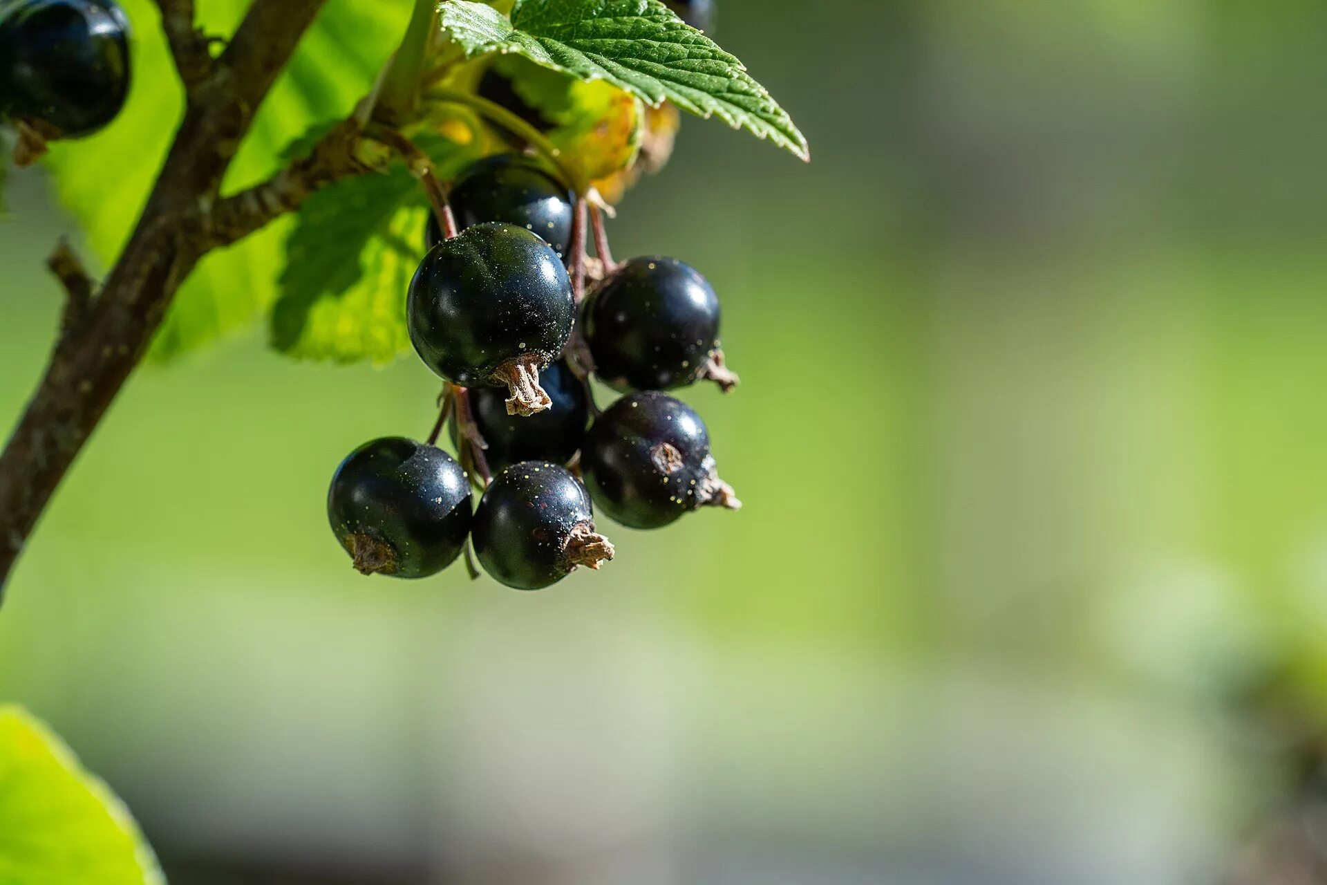 Смородина латынь. Смородина ribes. Смородино-крыжовниковый гибрид йошта. Ягоды черной смородины. Смородина душистая ribes odoratum.