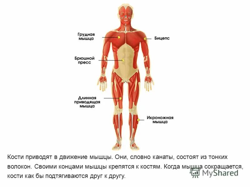 Мышцы человеческого организма. Мышцы это 3 класс окружающий мир определение. Опора тела и движение 3 класс. Опорная система человека 3 класс. Мышцы человека 4 класс окружающий.